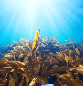 UCI Marine and Environmental Luncheon Speaker Series