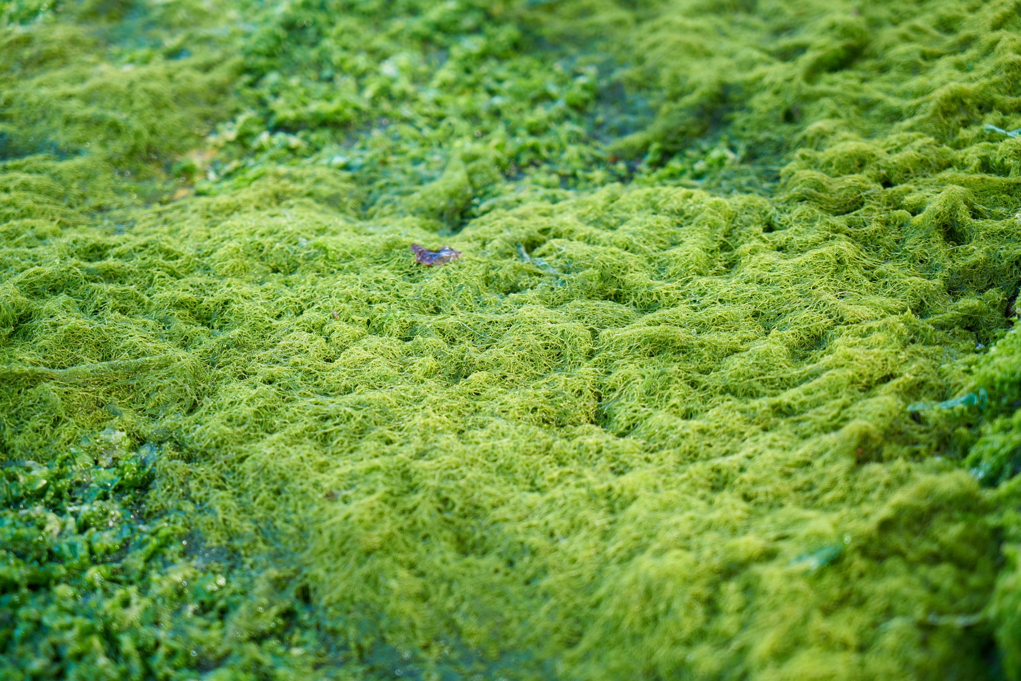 Coastal Acidification in the Classroom